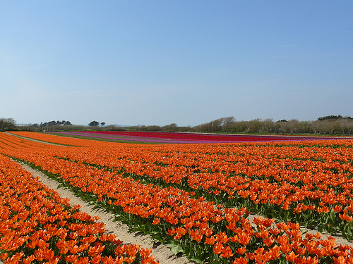 Tulipes de la Torche
